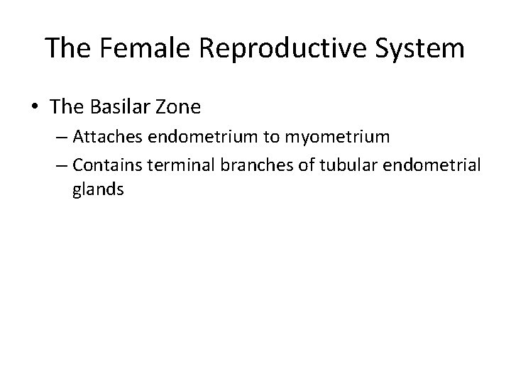 The Female Reproductive System • The Basilar Zone – Attaches endometrium to myometrium –