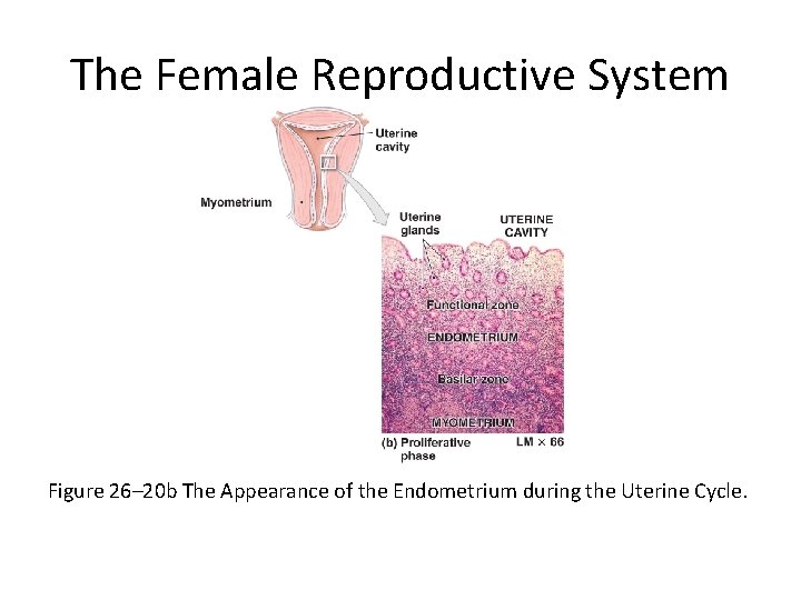 The Female Reproductive System Figure 26– 20 b The Appearance of the Endometrium during