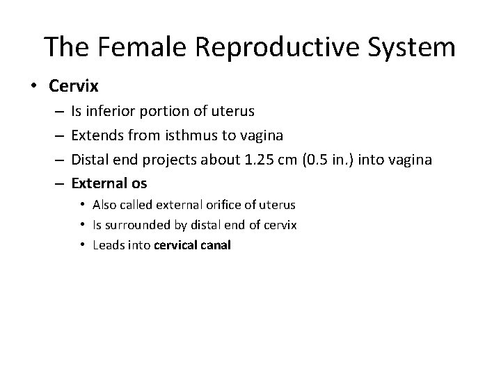 The Female Reproductive System • Cervix – – Is inferior portion of uterus Extends