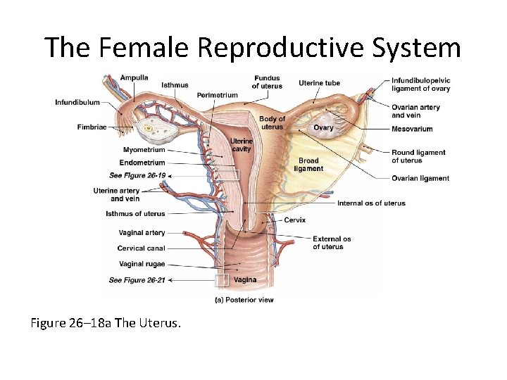The Female Reproductive System Figure 26– 18 a The Uterus. 