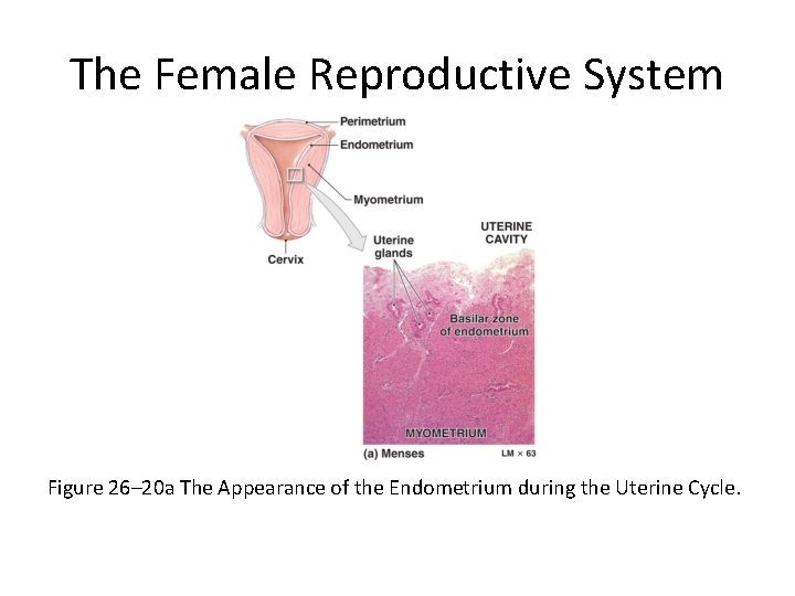 The Female Reproductive System Figure 26– 20 a The Appearance of the Endometrium during