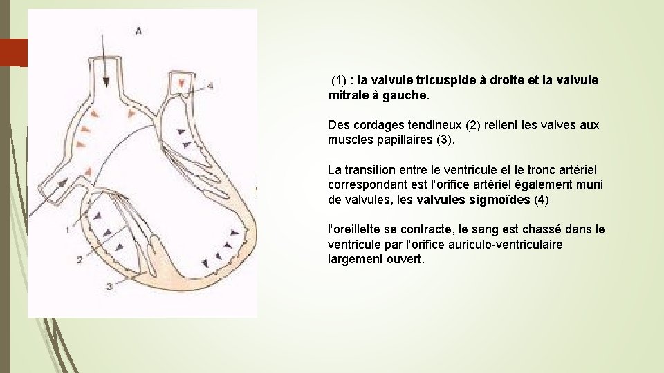 Le squelette fibreux du cur Les valves cardiaques