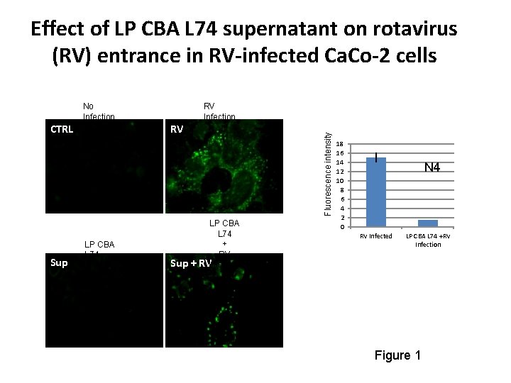 Effect of LP CBA L 74 supernatant on rotavirus (RV) entrance in RV‐infected Ca.