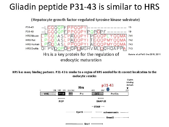Gliadin peptide P 31 -43 is similar to HRS (Hepatocyte growth factor-regulated tyrosine kinase