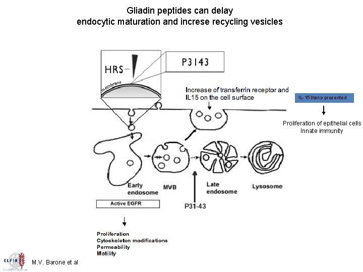 Gliadin peptides can delay endocytic maturation and increse recycling vesicles IL-15 trans-presented Proliferation of