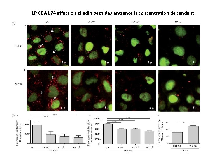 LP CBA L 74 effect on gliadin peptides entrance is concentration dependent 