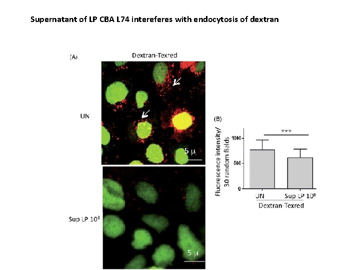 Supernatant of LP CBA L 74 intereferes with endocytosis of dextran 