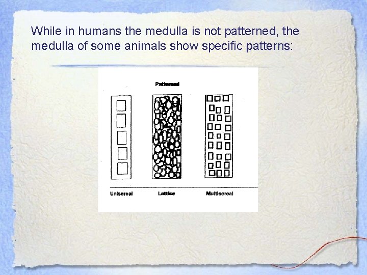 While in humans the medulla is not patterned, the medulla of some animals show