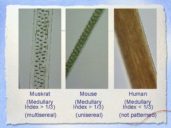 Muskrat (Medullary Index > 1/3) (multisereal) Mouse (Medullary Index > 1/3) (unisereal) Human (Medullary