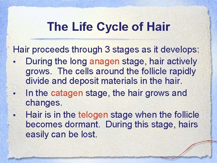 The Life Cycle of Hair proceeds through 3 stages as it develops: • During