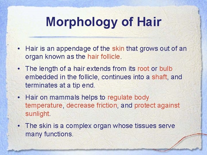 Morphology of Hair • Hair is an appendage of the skin that grows out