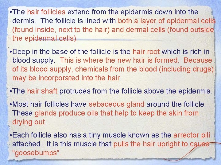  • The hair follicles extend from the epidermis down into the dermis. The