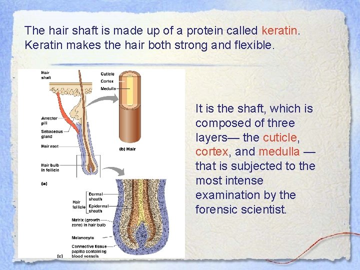 The hair shaft is made up of a protein called keratin. Keratin makes the