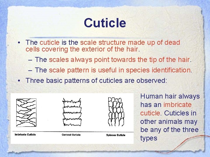 Cuticle • The cuticle is the scale structure made up of dead cells covering