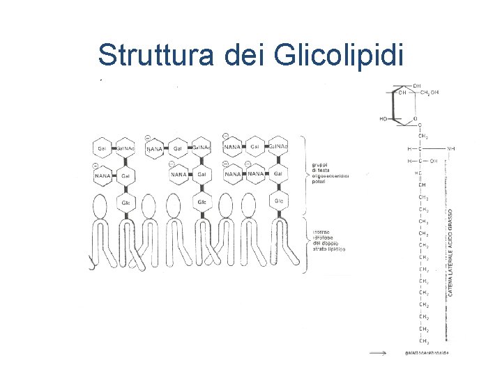 Struttura dei Glicolipidi 