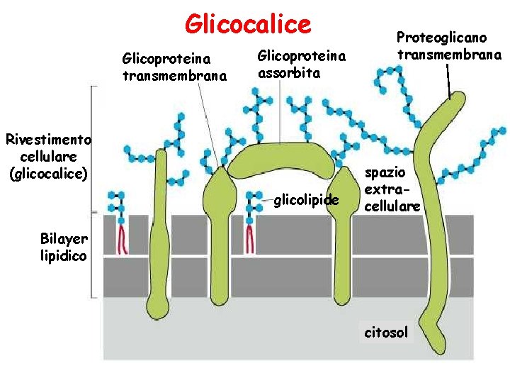 Glicocalice Glicoproteina transmembrana Glicoproteina assorbita Rivestimento cellulare (glicocalice) glicolipide Proteoglicano transmembrana spazio extracellulare Bilayer