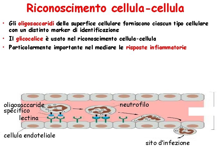 Riconoscimento cellula-cellula • Gli oligosaccaridi della superfice cellulare forniscono ciascun tipo cellulare con un