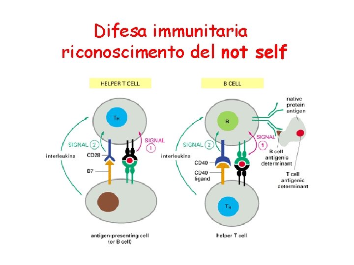 Difesa immunitaria riconoscimento del not self 