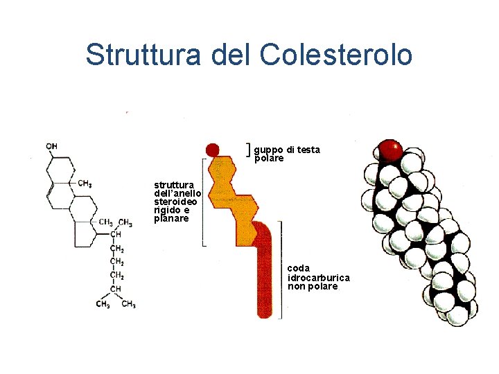 Struttura del Colesterolo guppo di testa polare struttura dell’anello steroideo rigido e planare coda