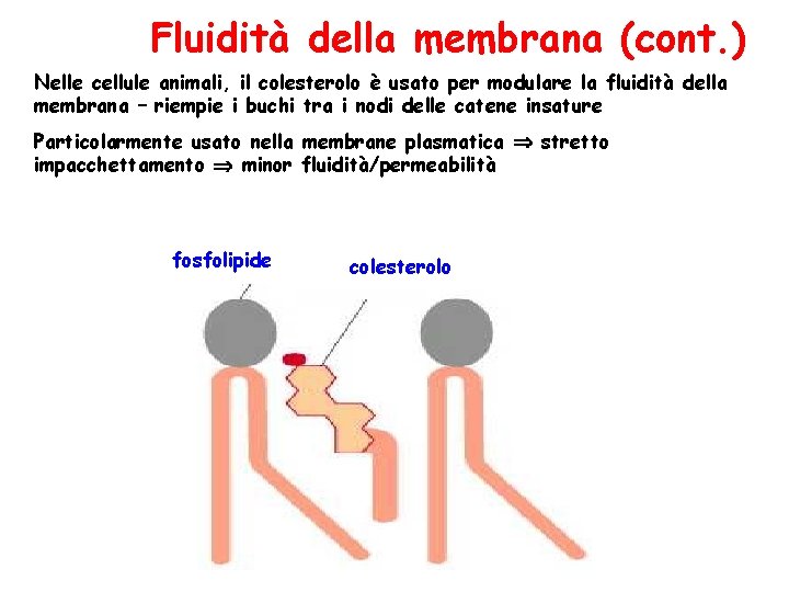 Fluidità della membrana (cont. ) Nelle cellule animali, il colesterolo è usato per modulare