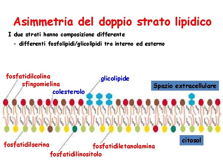 Asimmetria del doppio strato lipidico I due strati hanno composizione differente - differenti fosfolipidi/glicolipidi