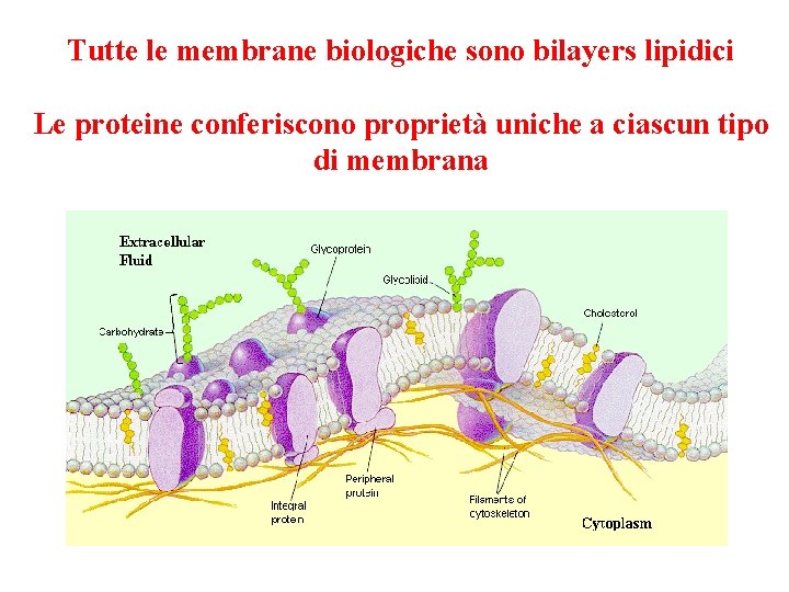 Tutte le membrane biologiche sono bilayers lipidici Le proteine conferiscono proprietà uniche a ciascun