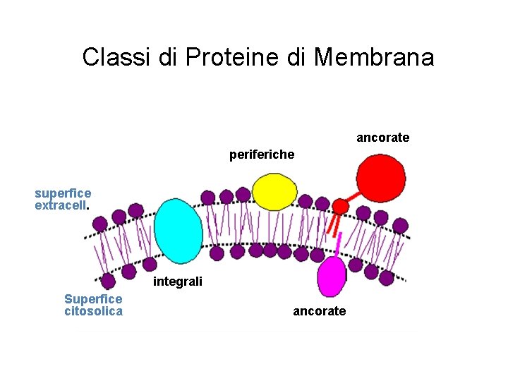 Classi di Proteine di Membrana ancorate periferiche superfice extracell. integrali Superfice citosolica ancorate 