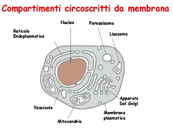 Compartimenti circoscritti da membrana Nucleo Reticolo Endoplasmatico Perossisoma Lisosoma Apparato Del Golgi Vescicola Mitocondrio