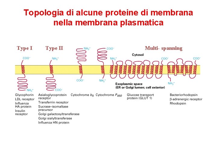 Topologia di alcune proteine di membrana nella membrana plasmatica Type II Multi- spanning 