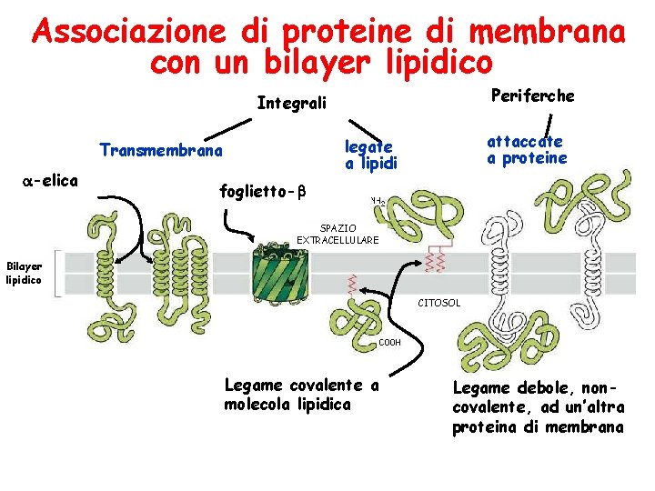 Associazione di proteine di membrana con un bilayer lipidico Periferche Integrali -elica attaccate a