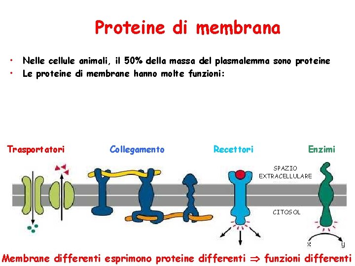 Proteine di membrana • • Nelle cellule animali, il 50% della massa del plasmalemma