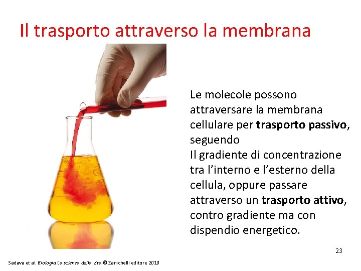 Il trasporto attraverso la membrana Le molecole possono attraversare la membrana cellulare per trasporto