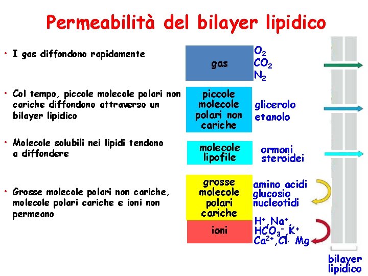 Permeabilità del bilayer lipidico • I gas diffondono rapidamente • Col tempo, piccole molecole