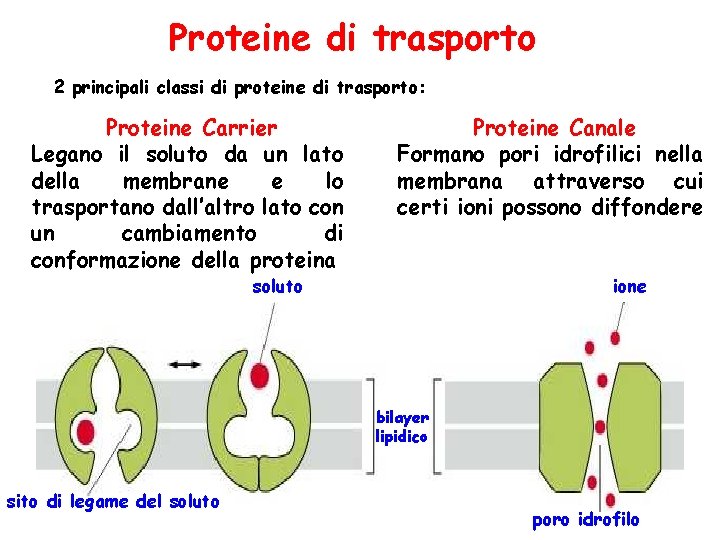 Proteine di trasporto 2 principali classi di proteine di trasporto: Proteine Carrier Legano il