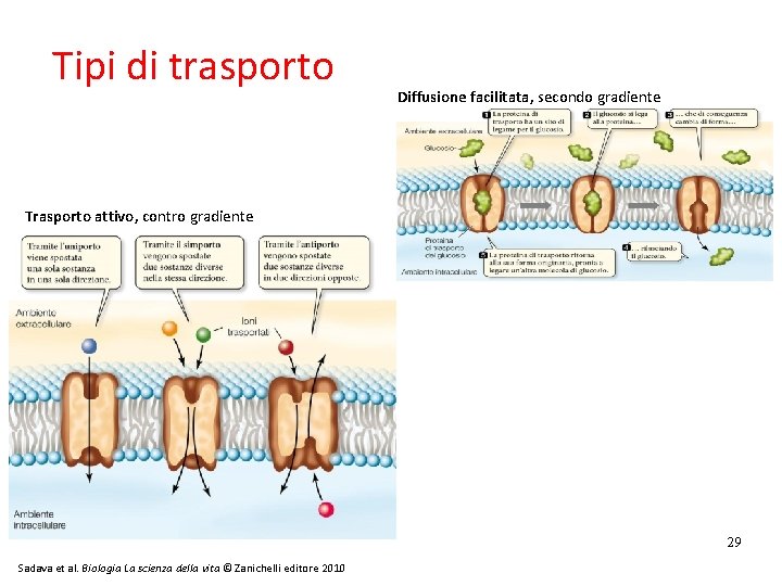 Tipi di trasporto Diffusione facilitata, secondo gradiente Trasporto attivo, contro gradiente 29 Sadava et