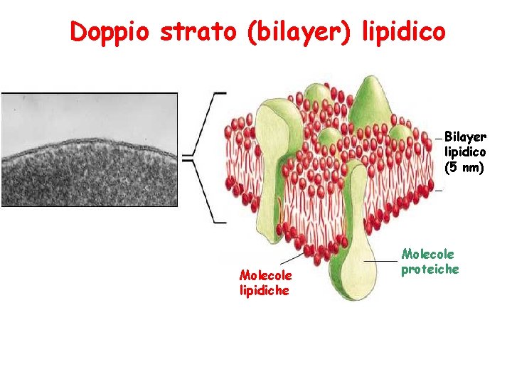 Doppio strato (bilayer) lipidico Bilayer lipidico (5 nm) Molecole lipidiche Molecole proteiche 