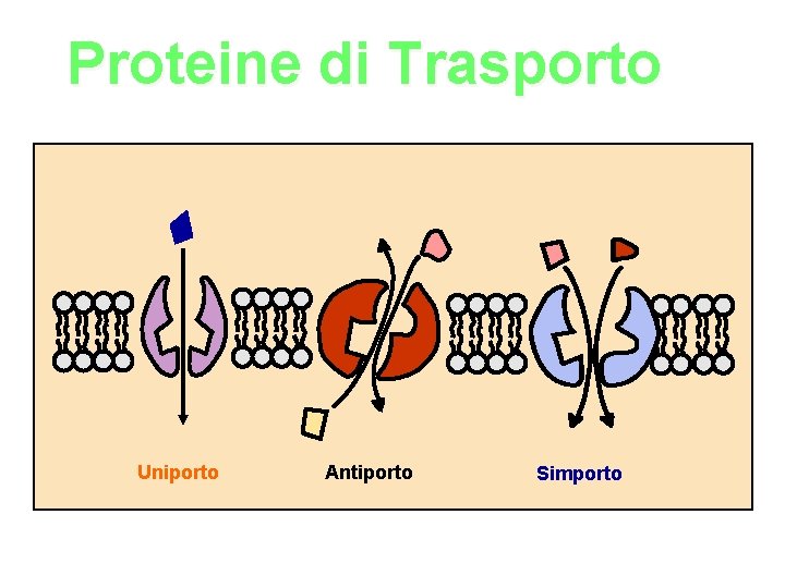 Proteine di Trasporto Uniporto Antiporto Simporto 