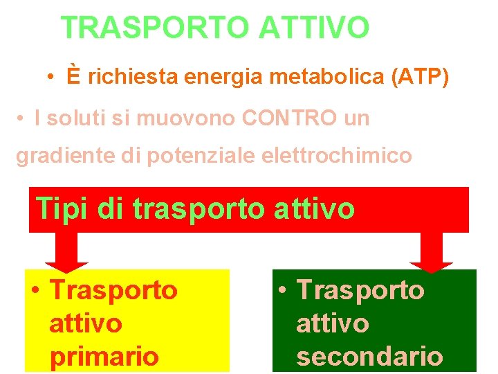 TRASPORTO ATTIVO • È richiesta energia metabolica (ATP) • I soluti si muovono CONTRO