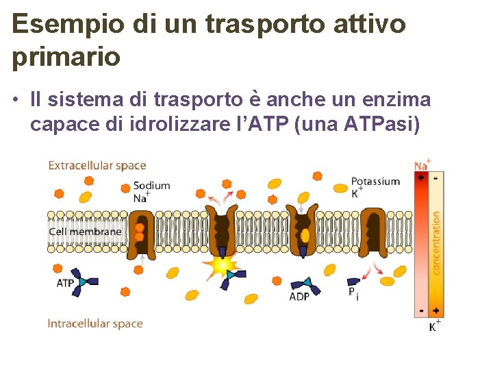 Esempio di un trasporto attivo primario • Il sistema di trasporto è anche un