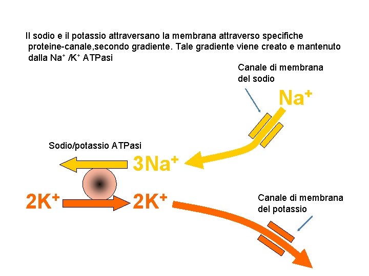 Il sodio e il potassio attraversano la membrana attraverso specifiche proteine-canale, secondo gradiente. Tale