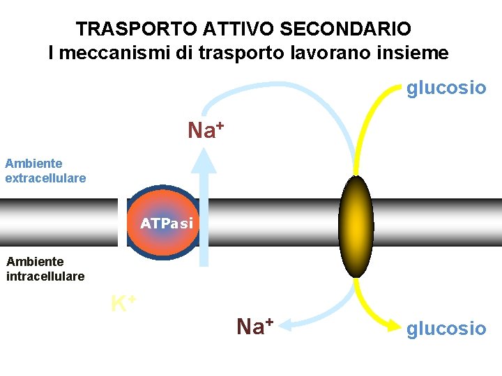 TRASPORTO ATTIVO SECONDARIO I meccanismi di trasporto lavorano insieme glucosio Na+ Ambiente extracellulare ATPasi