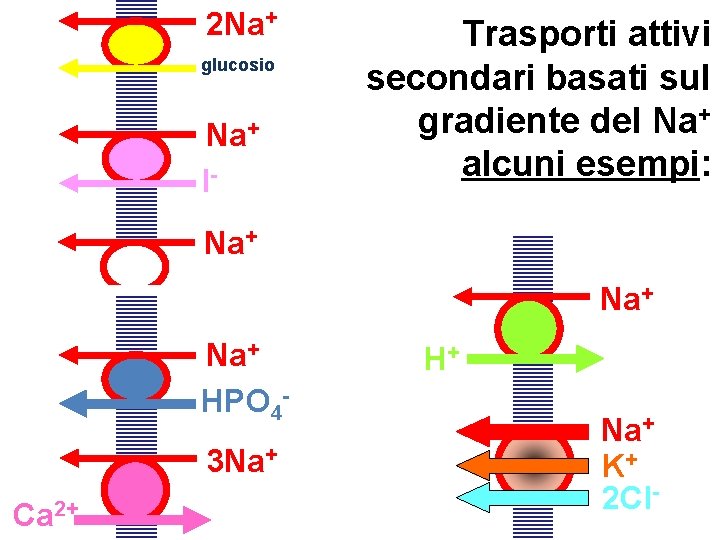 2 Na+ glucosio Na+ I- Trasporti attivi secondari basati sul gradiente del Na+ alcuni