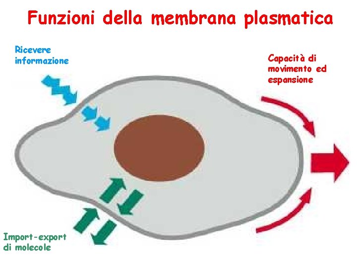 Funzioni della membrana plasmatica Ricevere informazione Import-export di molecole Capacità di movimento ed espansione