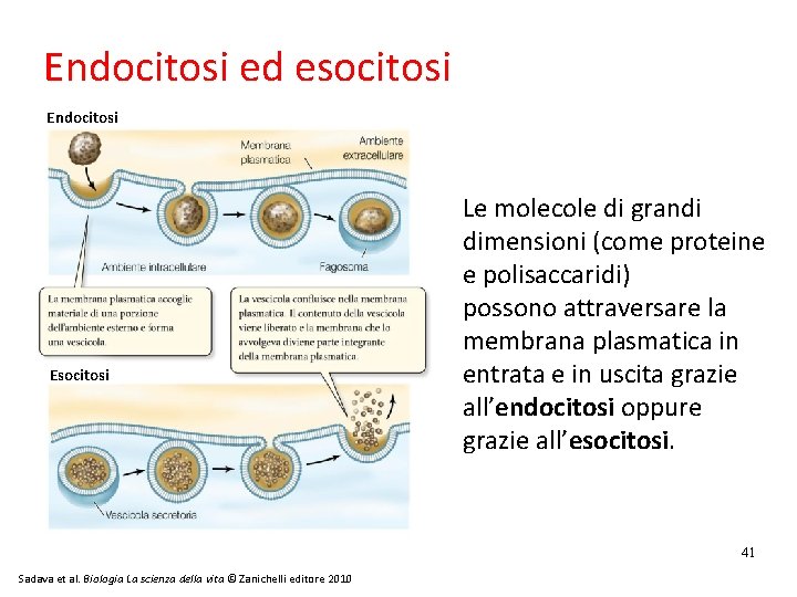 Endocitosi ed esocitosi Endocitosi Esocitosi Le molecole di grandi dimensioni (come proteine e polisaccaridi)