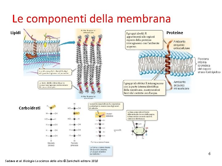 Le componenti della membrana Lipidi Proteine Carboidrati 6 Sadava et al. Biologia La scienza