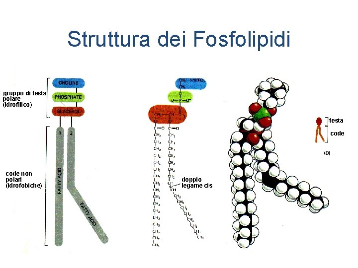 Struttura dei Fosfolipidi gruppo di testa polare (idrofilico) testa code non polari (idrofobiche) doppio