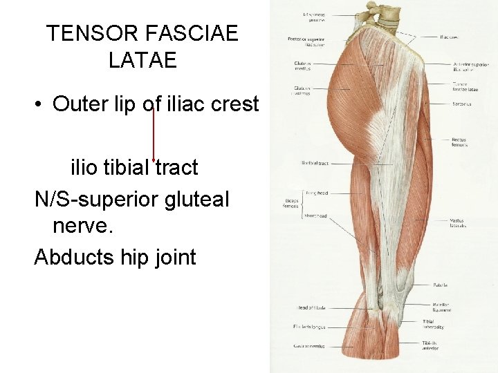 TENSOR FASCIAE LATAE • Outer lip of iliac crest ilio tibial tract N/S-superior gluteal