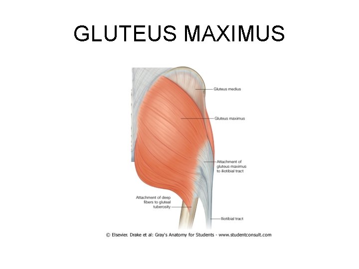 GLUTEUS MAXIMUS 