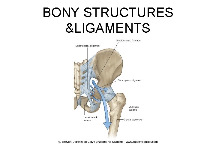 BONY STRUCTURES &LIGAMENTS 