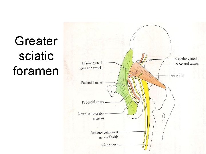 Greater sciatic foramen 